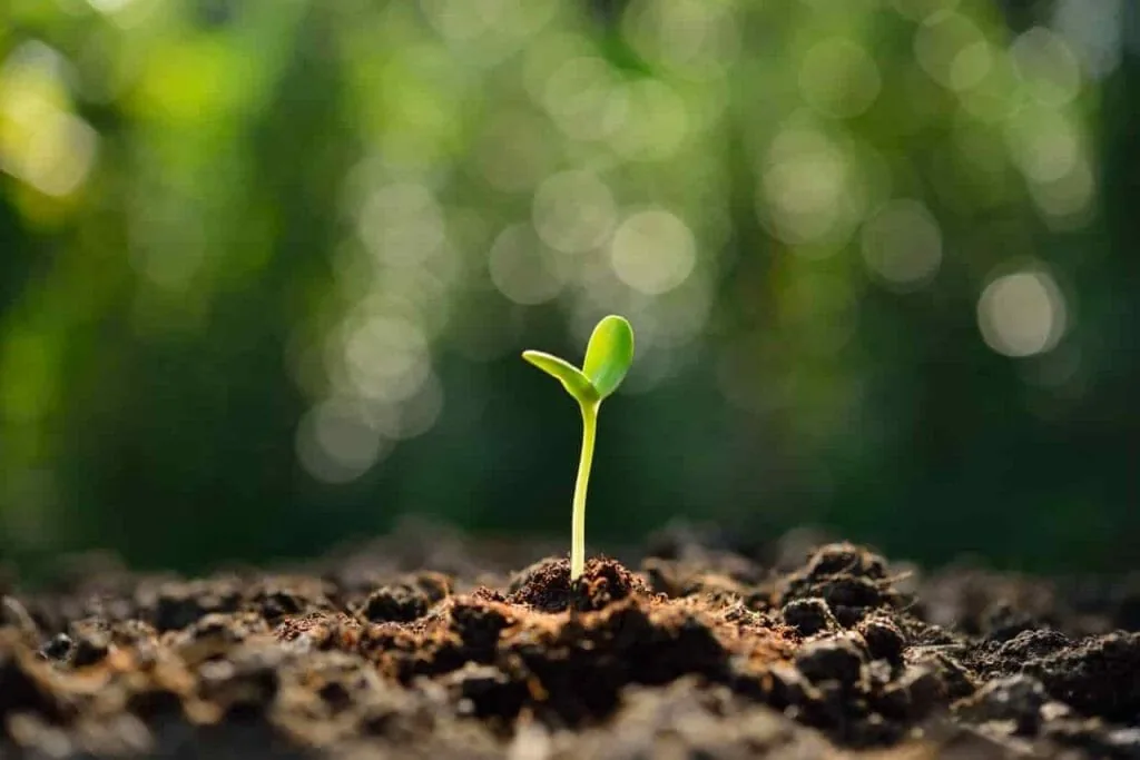 Is it possible to start over in life: a small green seedling rising from dark soil in soft morning light