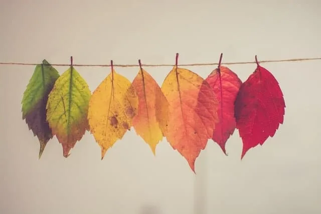 Acceptance of change: autumn leaves on a string, turning from green to yellow to red