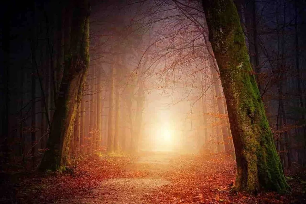 A misty autumn forest path leading toward a warm glow, like a clear reason for shifting pointing the way to your desired reality