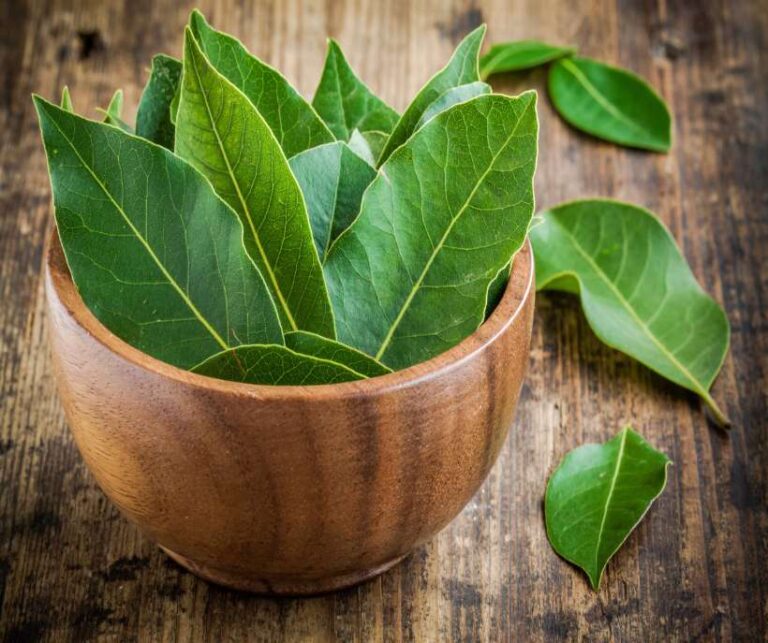Bay leaf magical properties