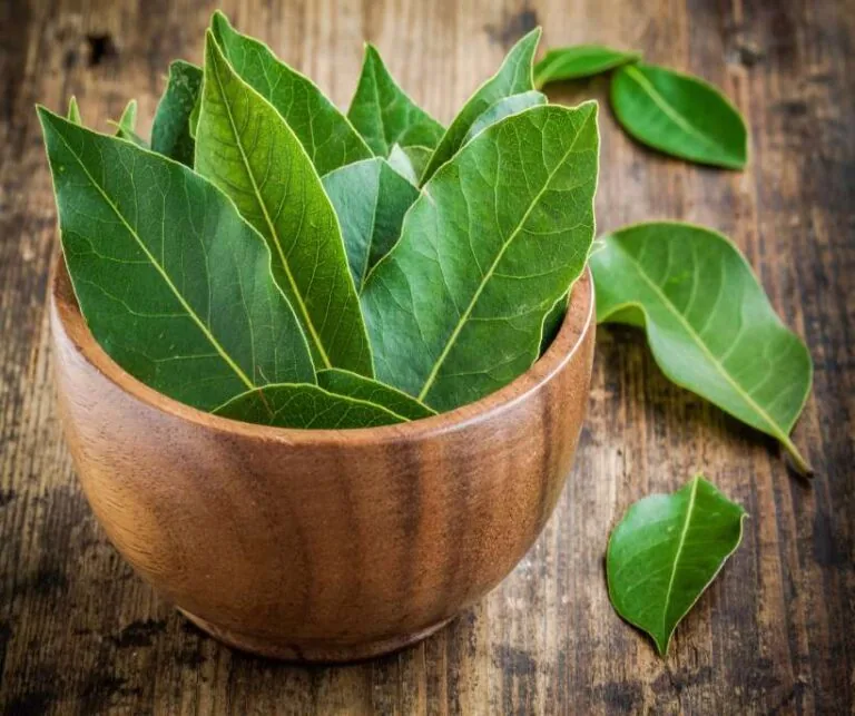 Bay leaf magical properties