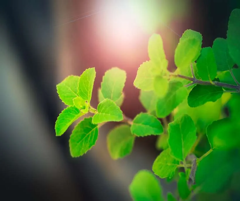 Mint may bring you wealth and luck