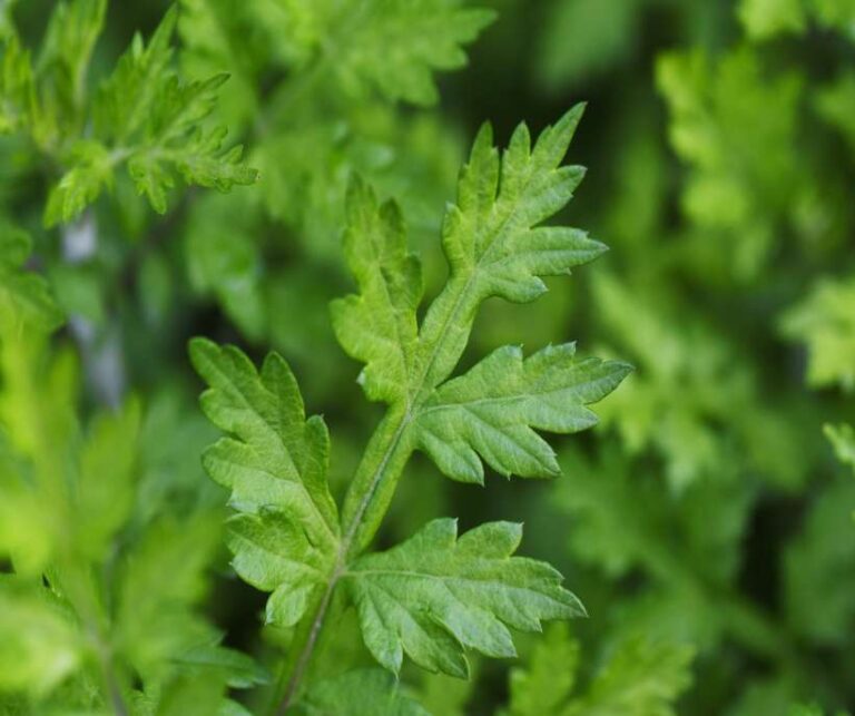 Mugwort Magical Properties