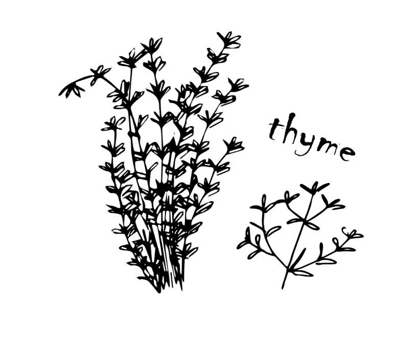 Thyme heals emotional wounds heart chakra