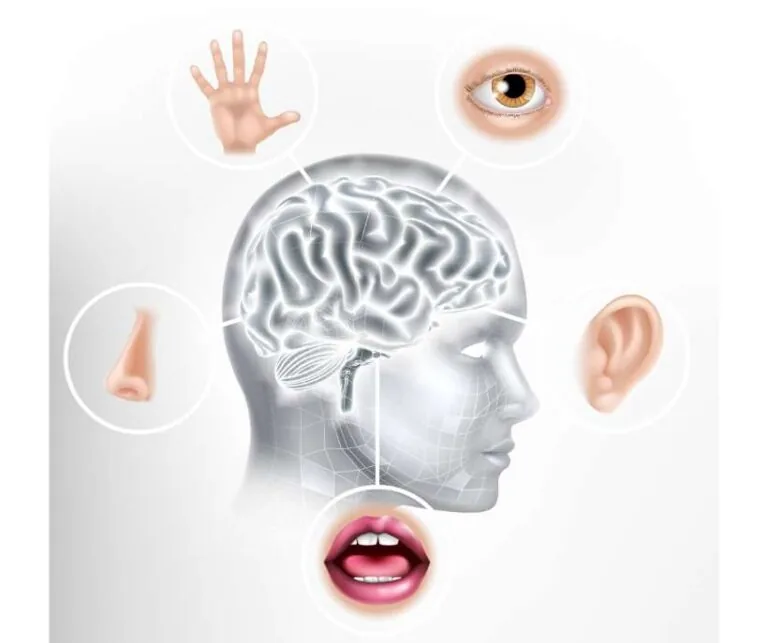 5 senses method for shifting: a head with a glowing brain linked to a hand, eye, ear, mouth and nose